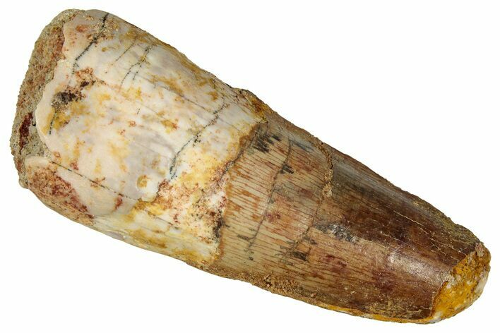 Fossil Spinosaurus Tooth - Feeding Worn Tip #360117